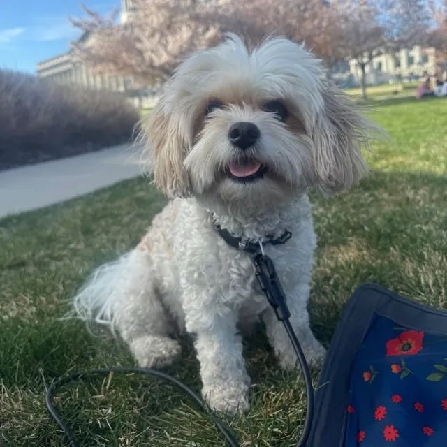 Rocket, a Cavachon mental health service dog, sitting on the grass